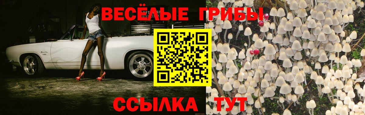 Галлюциногенные грибы Psilocybe Волгодонск